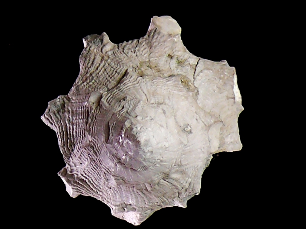 Stellaria testigera (Bronn, 1831) Pliocene Rio Torsero